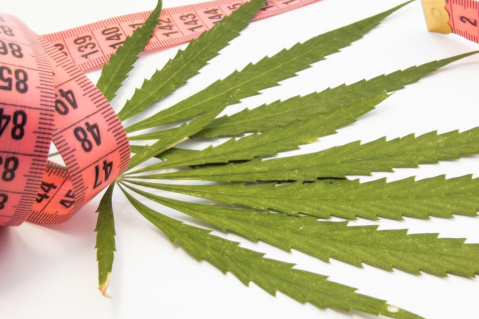 cannabis for weight loss